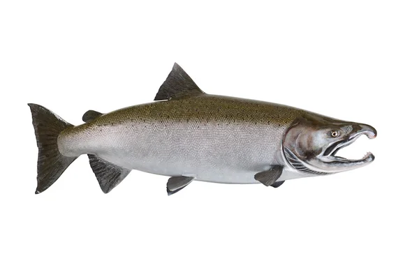 Large Salmon isolated on white background — Stock Photo, Image