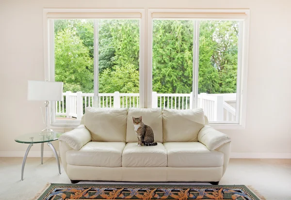 Family cat enjoying sofa within living room — Stok fotoğraf