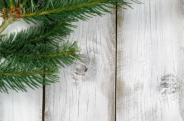 Fraiser Tannenzweig auf rustikalen weißen Holzbrettern — Stockfoto