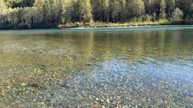Sonbahar mevsimi boyunca Pasifik somonlarıyla balık yataklarında yumurtlarken Skagit nehir kıyısında yürümek. 