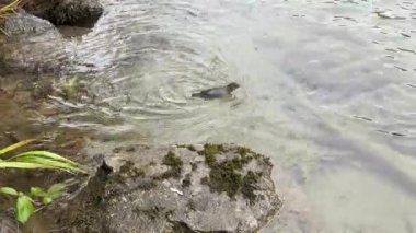 Sonbahar sezonunun sonlarında Skagit nehrinde yüzen küçük bir kuş.