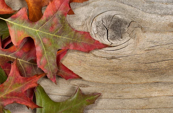 Feuilles d'automne sur panneau en bois rustique — Photo