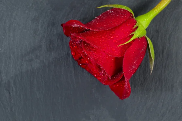 Happy Valentines day with single cut red rose on natural slate — Stock Photo, Image