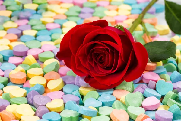 Single freshly cut red rose on colorful heart shaped candies — Stock Photo, Image