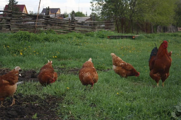 Le quotidien des poules — Photo