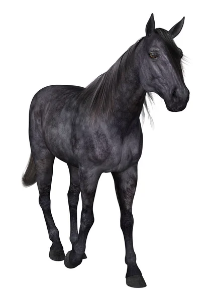 Black Horse on White — Stock Photo, Image