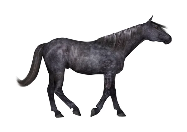 Чёрный конь на белом — стоковое фото