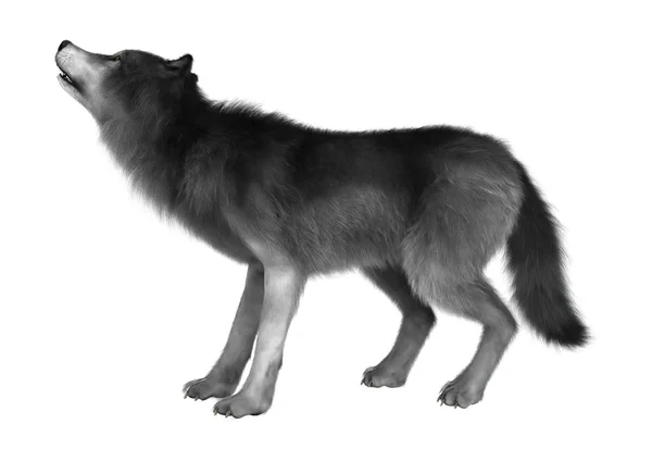 Lobo salvaje en blanco — Foto de Stock