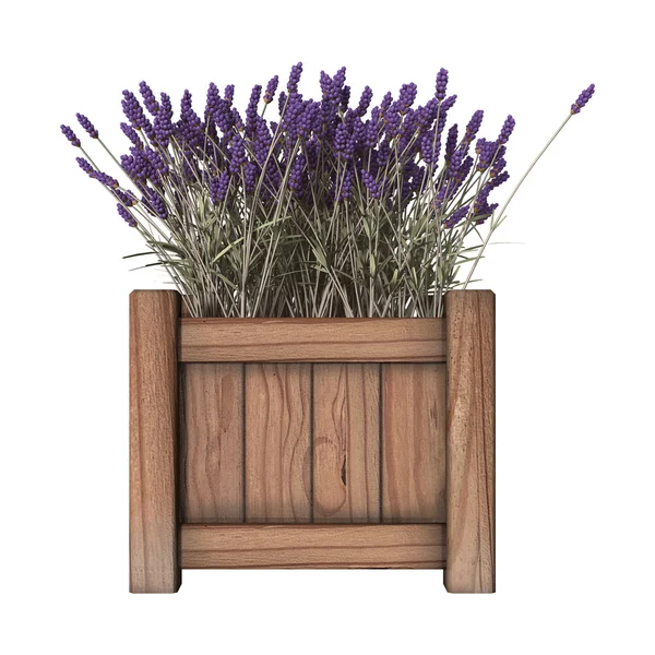 Lavendel Plantenbak op wit — Stockfoto