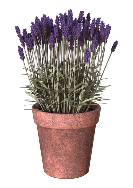 Pentola di lavanda su bianco — Foto Stock