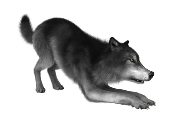 Wild Wolf on White — Stock Photo, Image