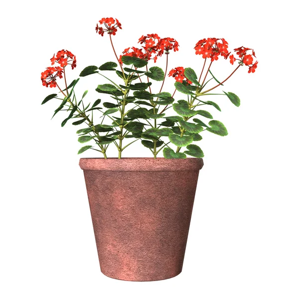 Red Geranium Pot on White — Stock Photo, Image