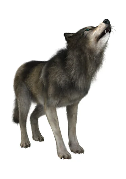 Wild Wolf on White — Stock Photo, Image