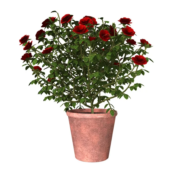 Czerwony krzew róży — Zdjęcie stockowe