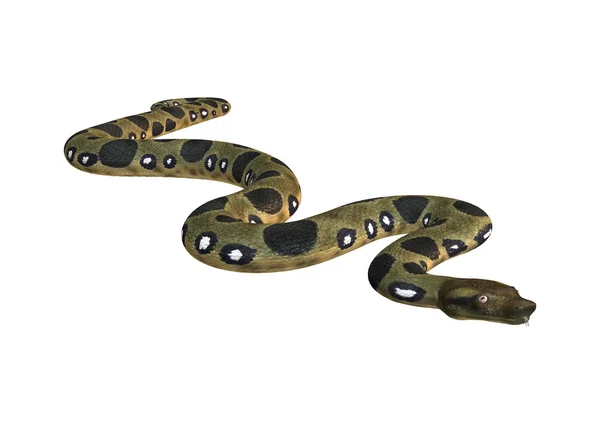 Anaconda verde sobre branco — Fotografia de Stock