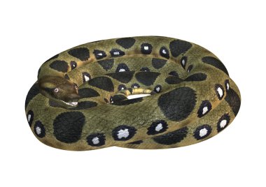 Green Anaconda on White clipart