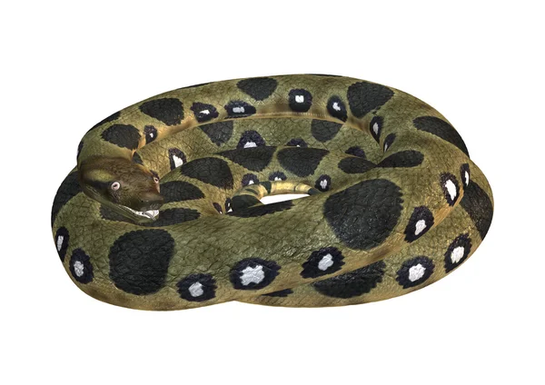 Anaconda verde sobre branco — Fotografia de Stock