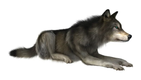 Wild Wolf on White — Stock Photo, Image