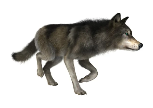 Divoký vlk na bílém pozadí — Stock fotografie