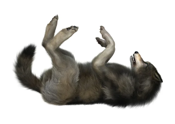 화이트에 야생 늑대 — 스톡 사진