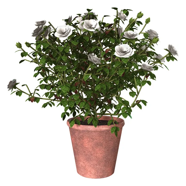 White Rose Bush — Stock Photo, Image