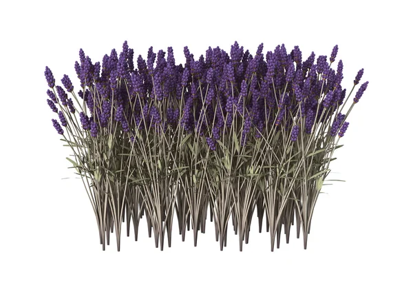 Lavendelblüten auf weiß — Stockfoto