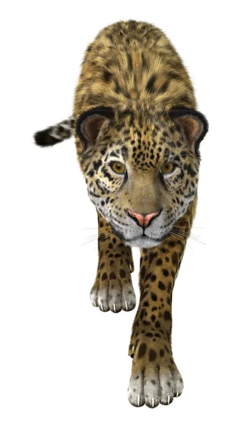 Big Cat Jaguar on White — Stock Photo, Image