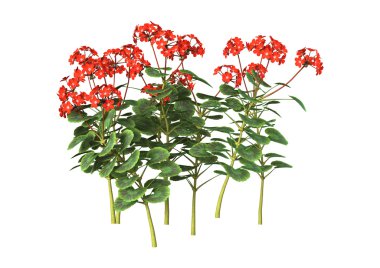 Beyaz üzerine kırmızı Sardunya