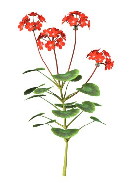 Beyaz üzerine kırmızı Sardunya