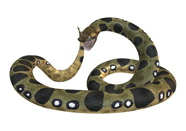 Anaconda verde sobre branco — Fotografia de Stock