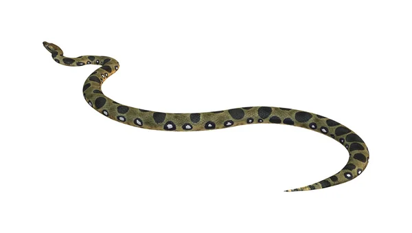 Green Anaconda on White — Stock Photo, Image