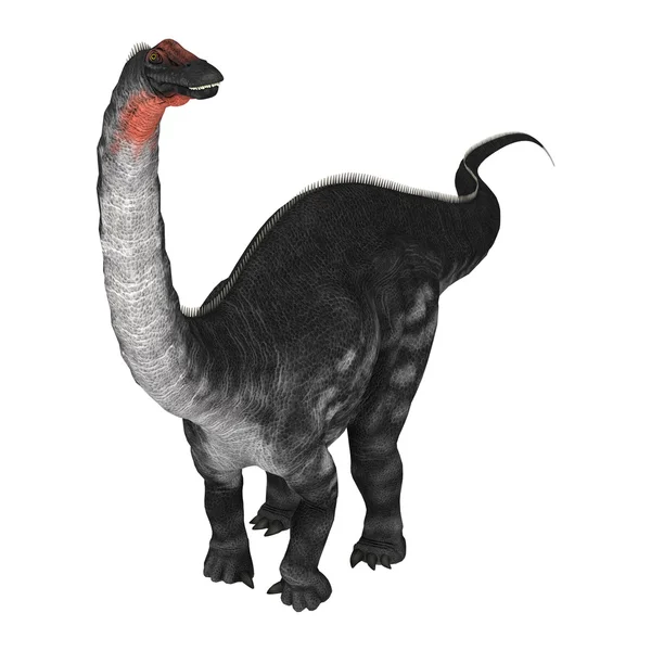 Dinossauro Apatossauro em Branco — Fotografia de Stock