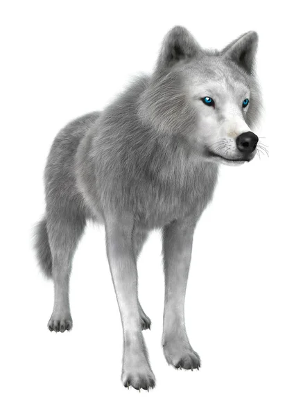 Polar Wolf on White — Stock Photo, Image