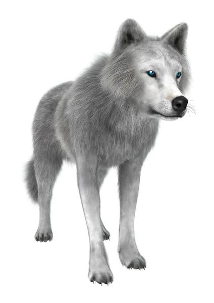 Polar Wolf på vit — Stockfoto