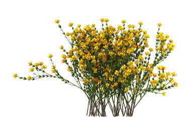 Katırtırnağı Hispanica çiçek beyaz