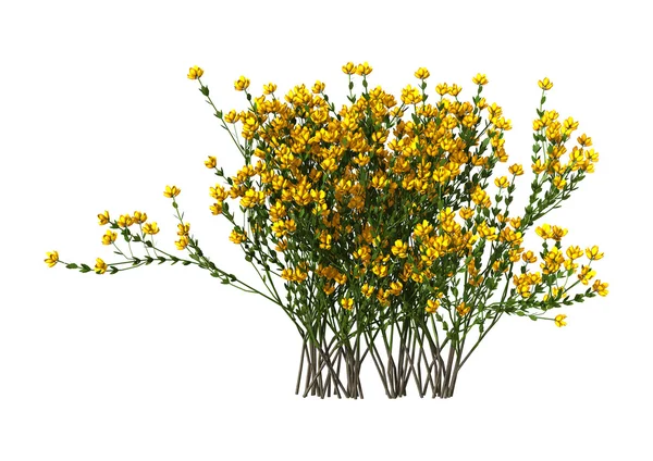 Genista Hispanica blommor på vit — Stockfoto