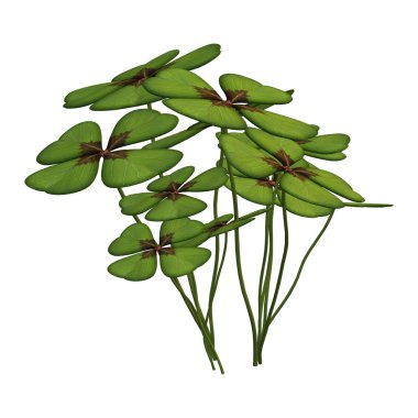 Şanslı yonca veya beyaz yonca