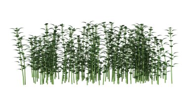 Urtica Dioica veya ısırgan beyaz