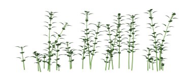 Urtica Dioica veya ısırgan beyaz