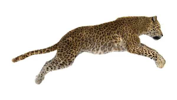Big Cat Leopard on White — Stock Photo, Image