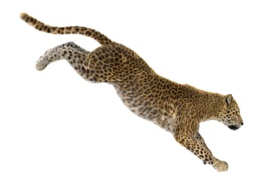 Büyük kedi Leopard üzerinde beyaz