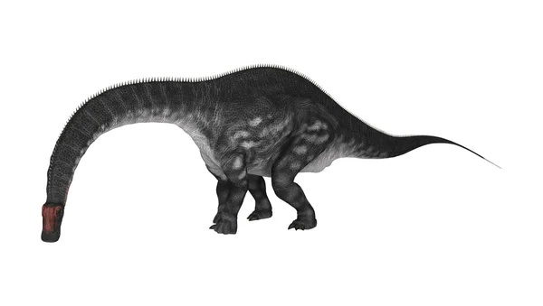 화이트에 공룡 Apatosaurus — 스톡 사진