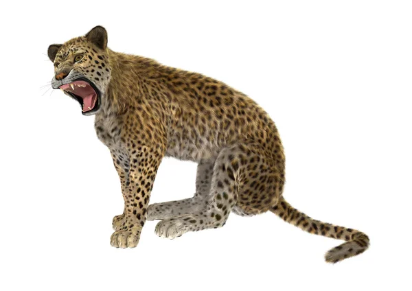Großkatze Leopard auf Weiß — Stockfoto