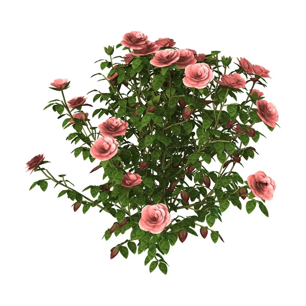 Rosa rosa arbusto — Foto de Stock