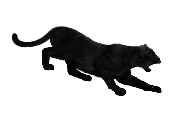 Black Panther op wit — Stockfoto