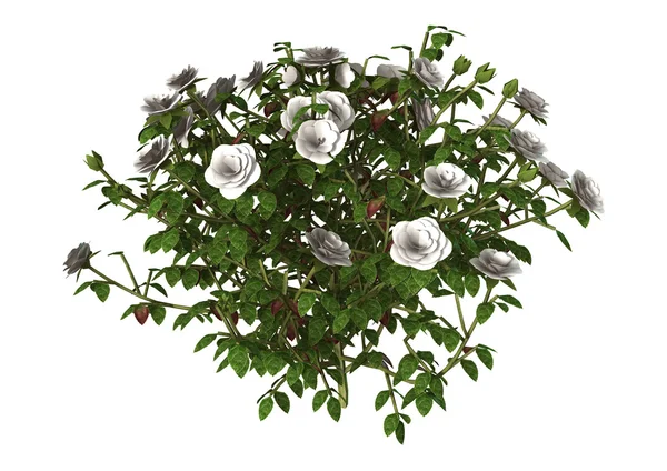 White Rose Bush — Stock Photo, Image