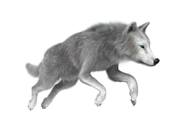 Polar Wolf på vit — Stockfoto