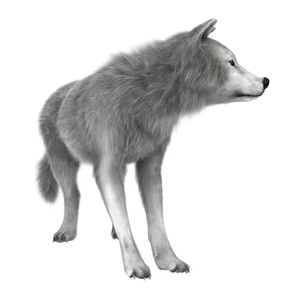 Polar Wolf på vit — Stockfoto