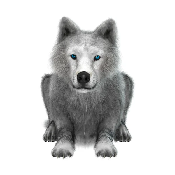 Polarwolf auf Weiß — Stockfoto