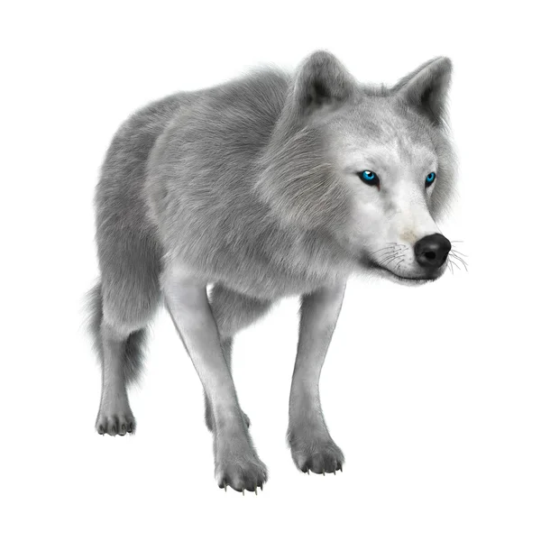 Πολικός λύκος σε λευκό — Φωτογραφία Αρχείου